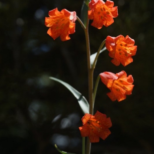 Fritillaria recurva